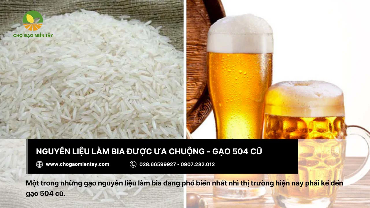 Gạo 504 cũ được nhiều nhà sản xuất lựa chọn để làm bia
