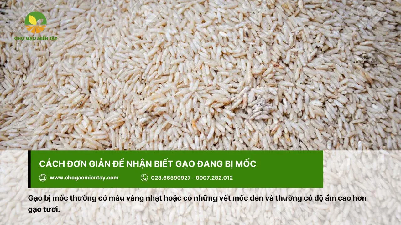 Gạo bị mốc sẽ có các vết mốc đen hoặc màu vàng nhạt