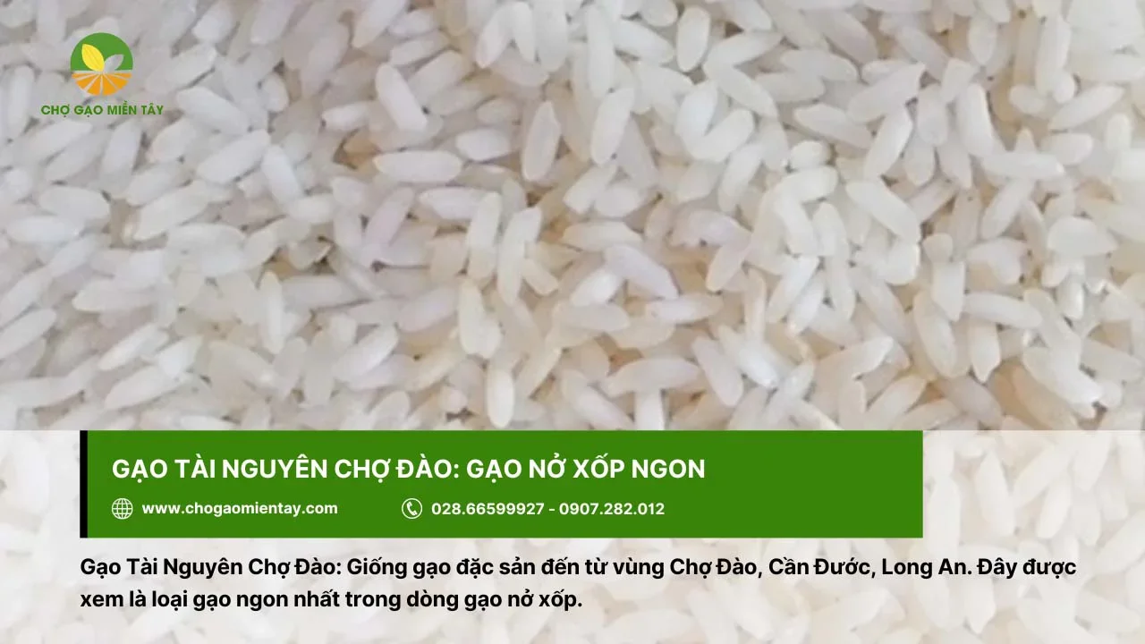 Gạo Tài Nguyên Chợ Đào được đánh giá là gạo nở xốp ngon
