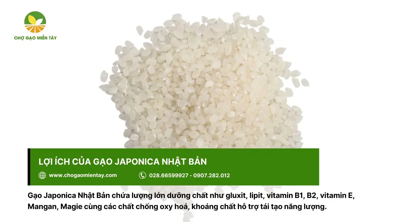 Gạo Nhật Japonica chứa nhiều dinh dưỡng, tốt cho sức khỏe người dùng