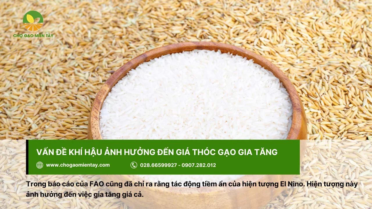 Vấn đề khí hậu ảnh hưởng đến giá thóc gạo hiện nay