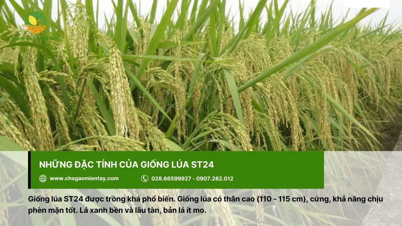 Giống lúa ST24 có thân cao khoảng 110 - 115 cm