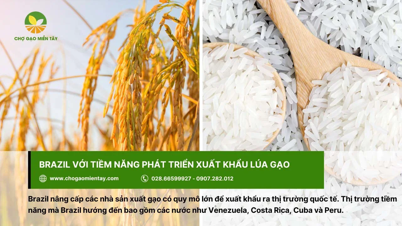Brazil với tiềm năng phát triển xuất khẩu lúa gạo