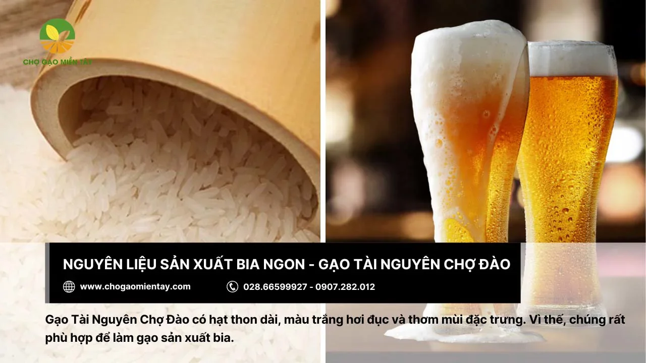 Gạo Tài Nguyên Chợ Đào giúp làm bia chuẩn vị