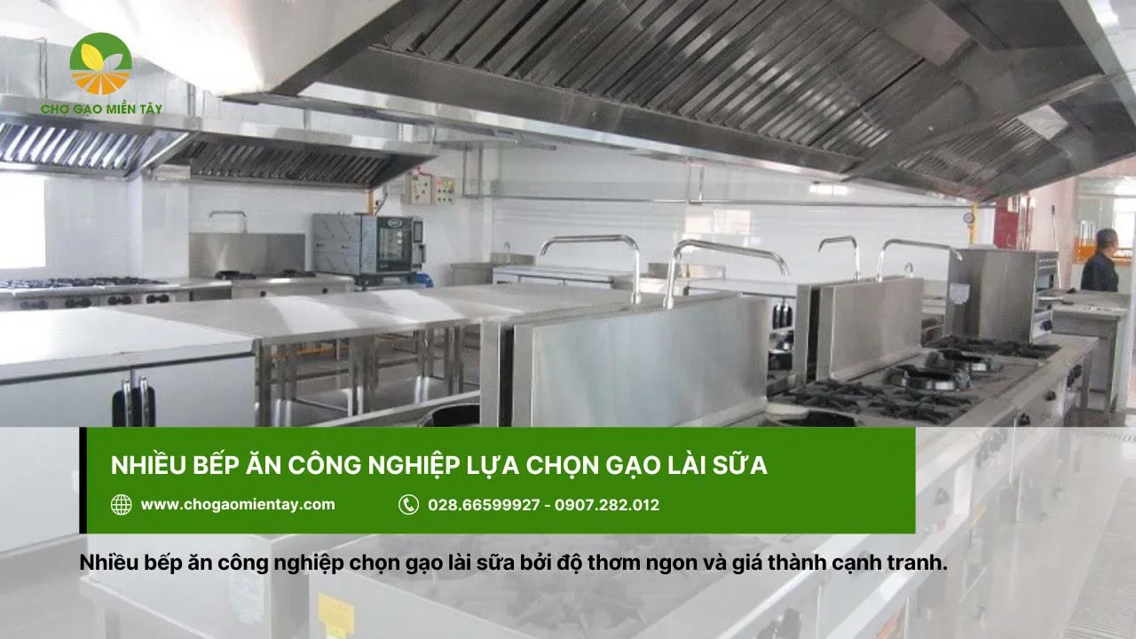 Các bếp công nghiệp cũng ưa chuộng gạo lài sữa