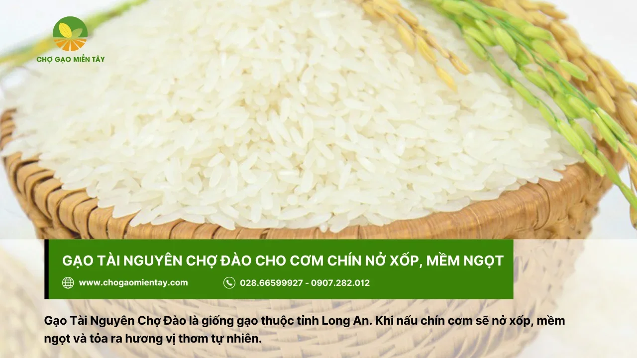 Gạo Tài Nguyên Chợ Đào có hương thơm tự nhiên khi nấu