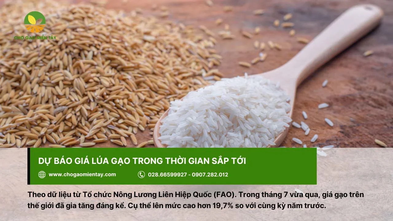 Dự báo giá gạo sẽ tăng trong thời gian tới