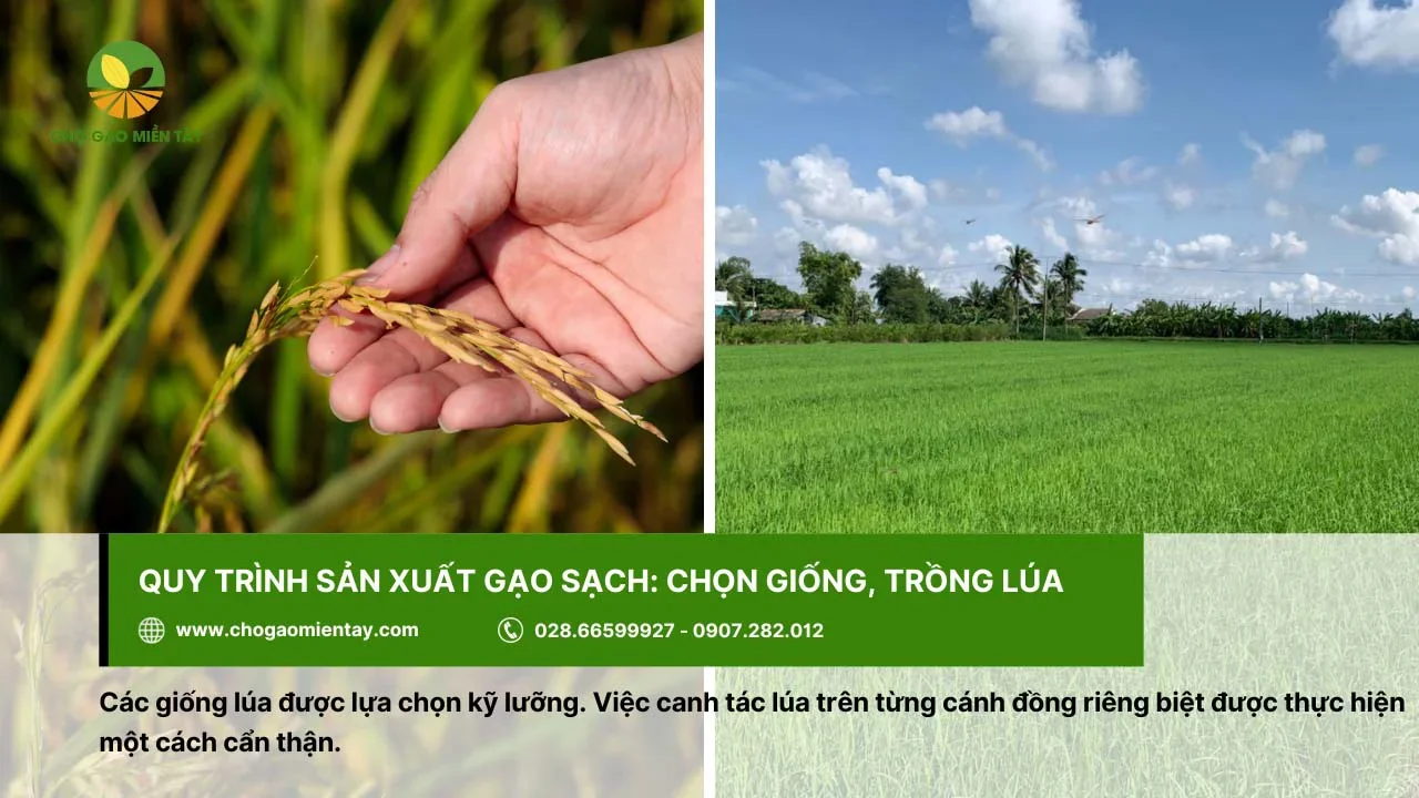 Các giống lúa được chọn lựa kỹ lưỡng