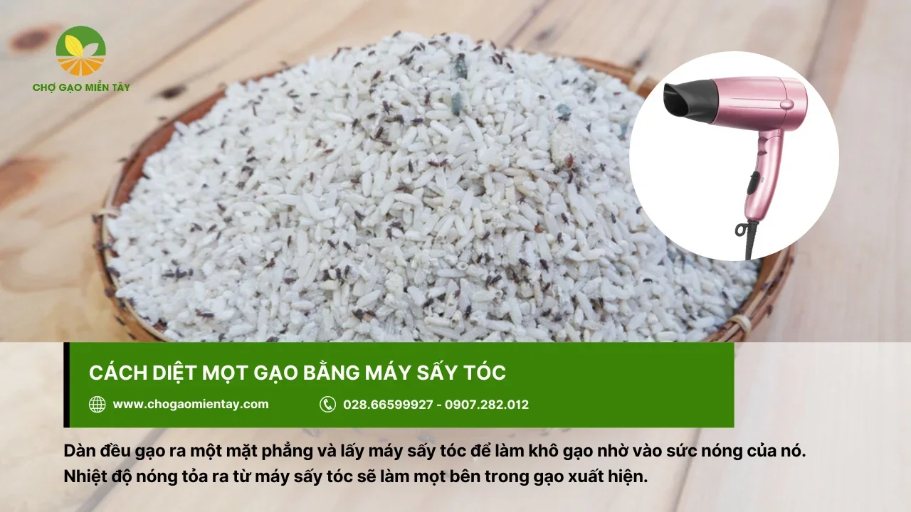 Xử lý mọt gạo hiệu quả bằng máy sấy tóc