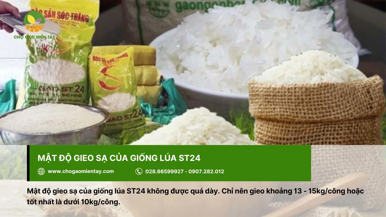 Mật độ gieo sạ của giống lúa ST24 không được quá dày