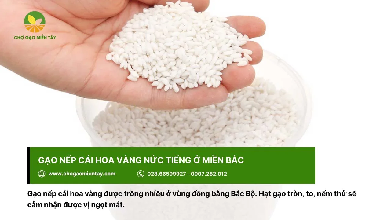 Gạo nếp cái hoa vàng có vị ngọt mát