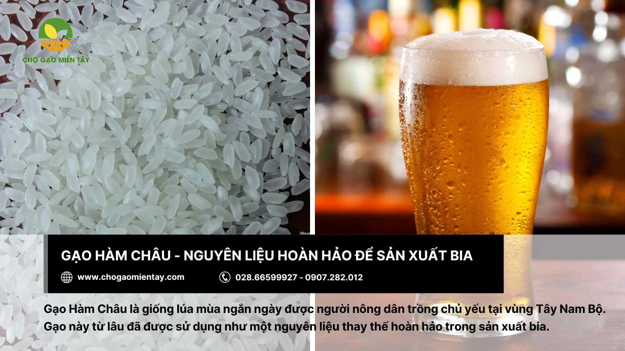 Sản xuất bia từ gạo Hàm Châu
