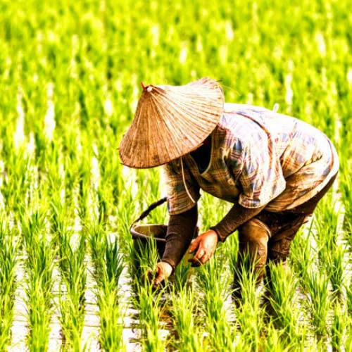 Image result for nông dân