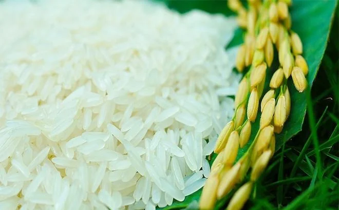 Image result for gạo long định
