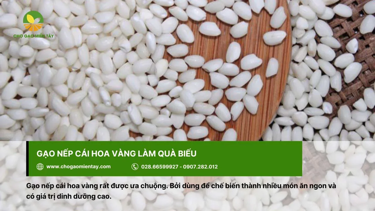 Gạo nếp cái hoa vàng với giá trị dinh dưỡng cao dùng làm quà biếu