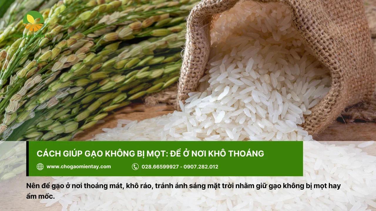 Giữ cho gạo không bị mọt thì nên để ở nơi thoáng mát