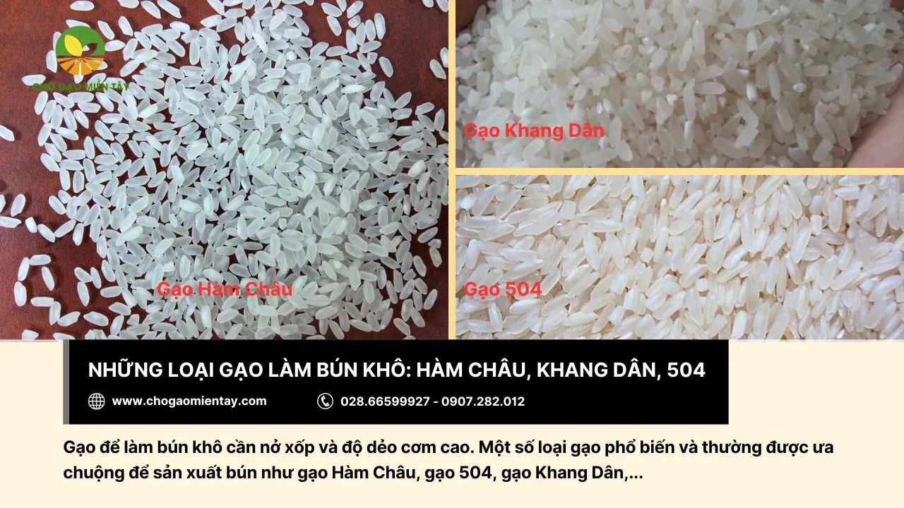 Gạo Hàm Châu, gạo 504,... đều được dùng trong sản xuất bún khô
