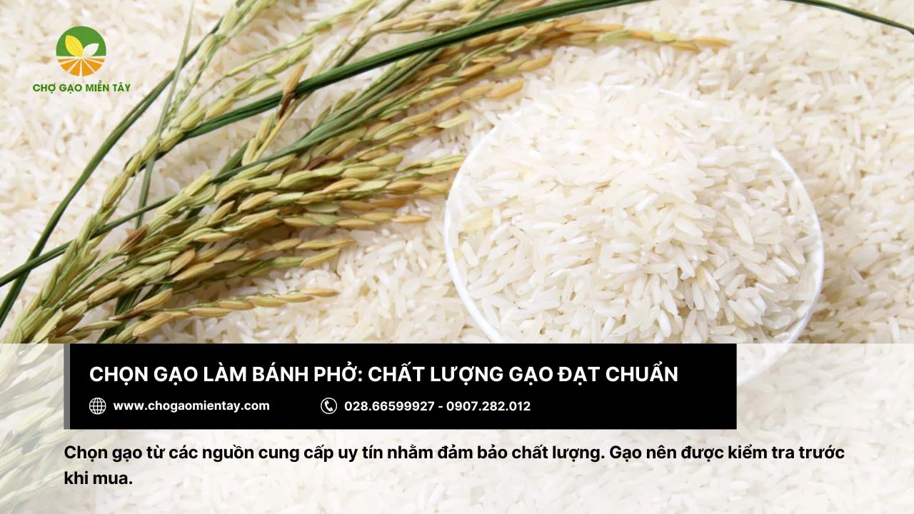 Gạo làm bánh phở cần đạt chất lượng cao