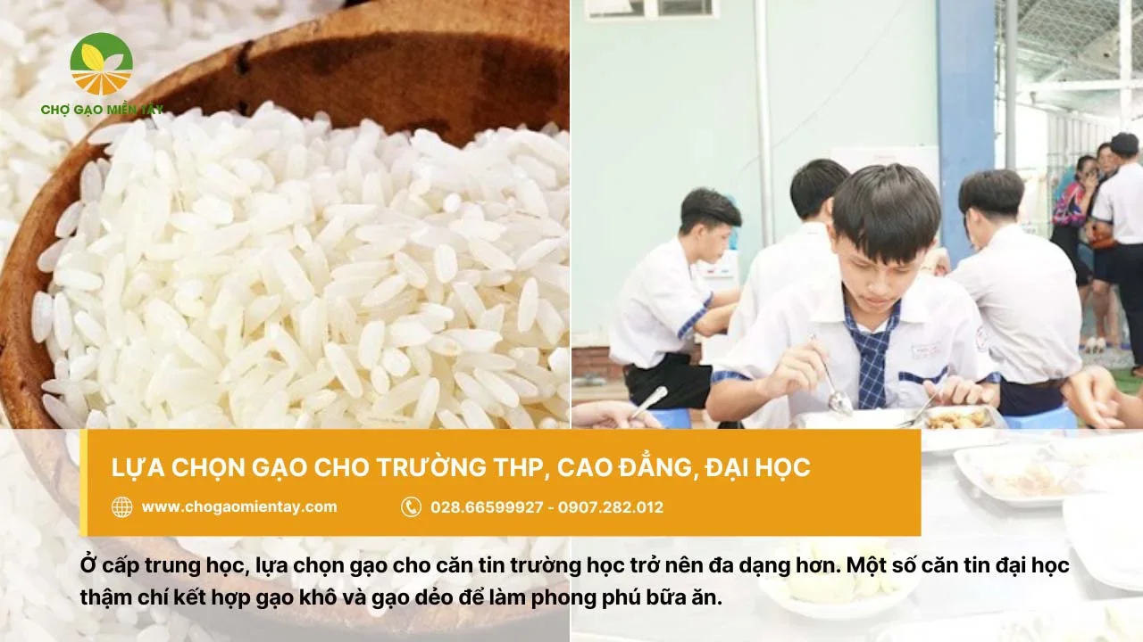 Gạo cho các trường THPT, Đại học, Cao đẳng rất đa dạng về chủng loại