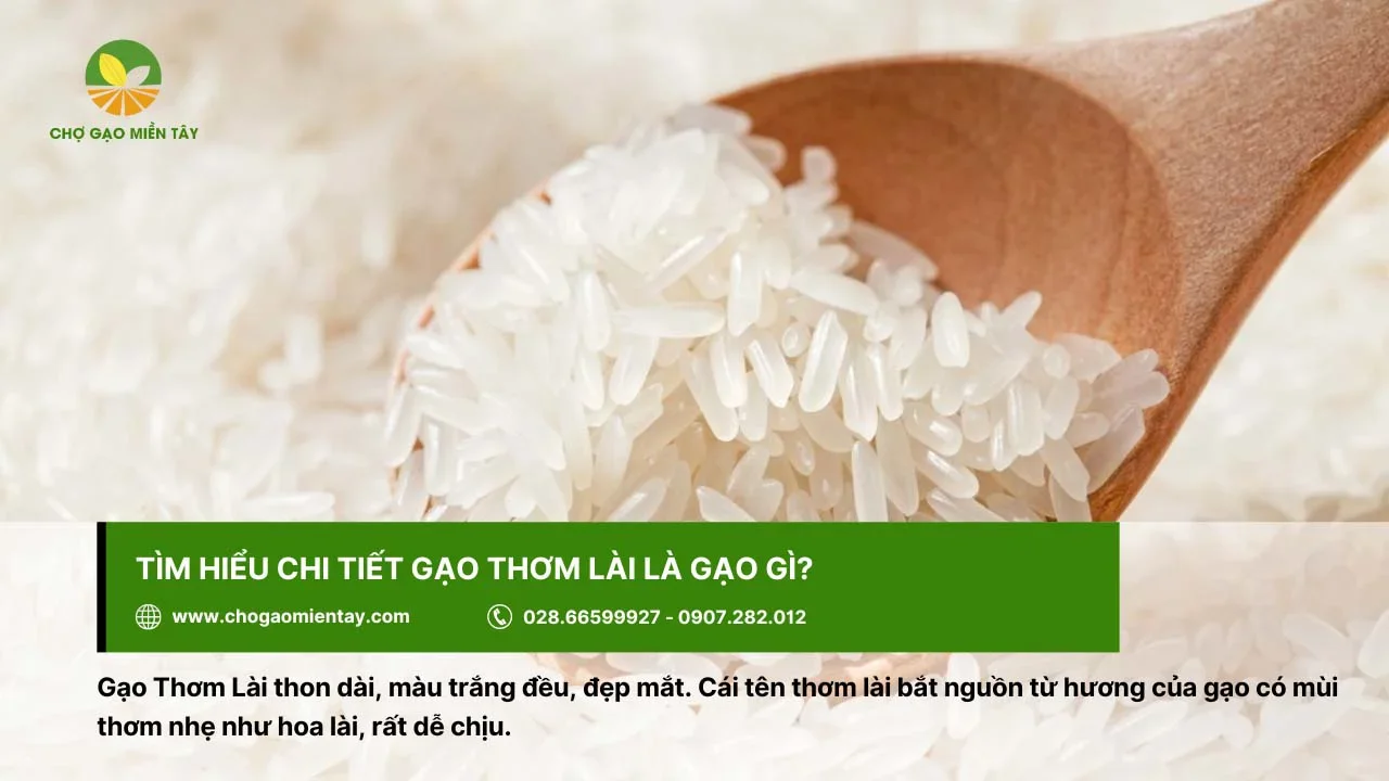 Gạo Thơm Lài có màu trắng đều, hạt thon dài