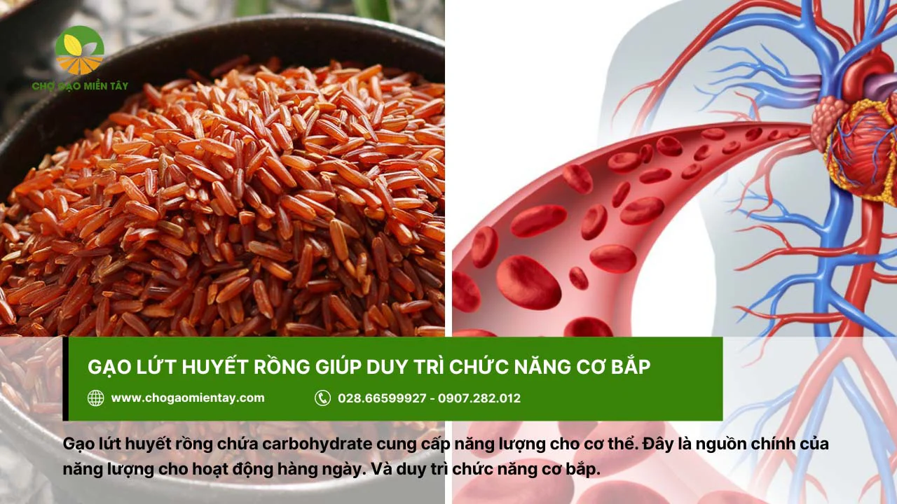 Gạo lứt huyết rồng giúp duy trì chức năng cơ bắp