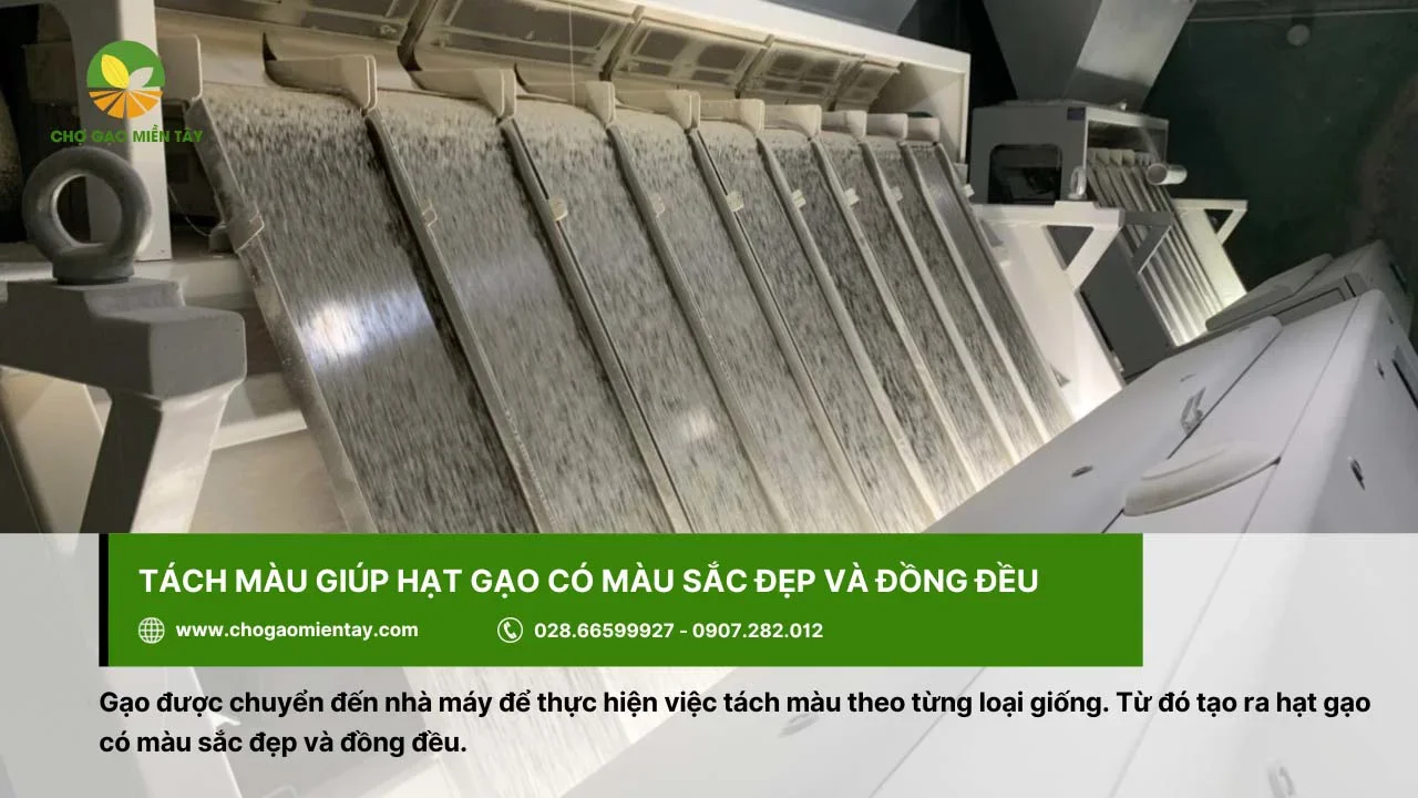 Quá trình tách màu làm hạt gạo có màu sắc đồng đều