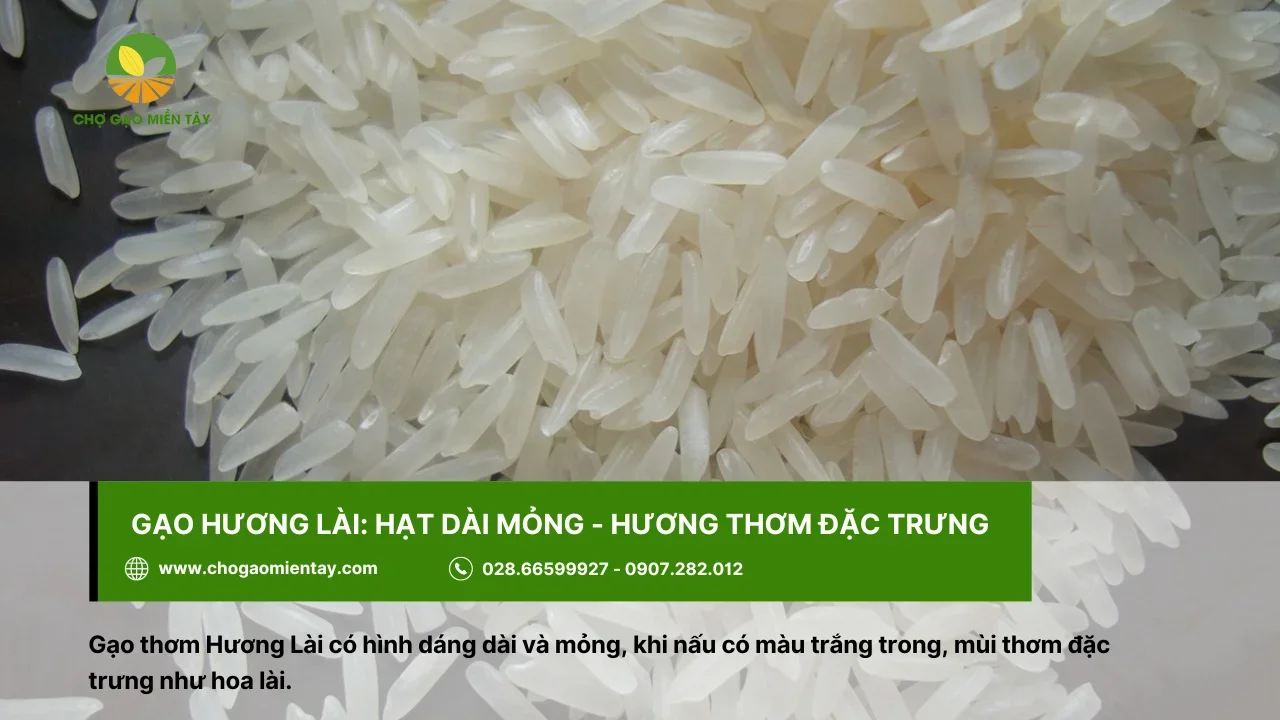 Gạo thơm Hương Lài với hương thơm hoa lài đặc trưng