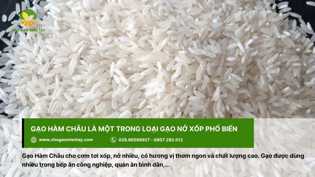 Gạo Hàm Châu là loại gạo nở xốp sử dụng trong bếp ăn công nghiệp