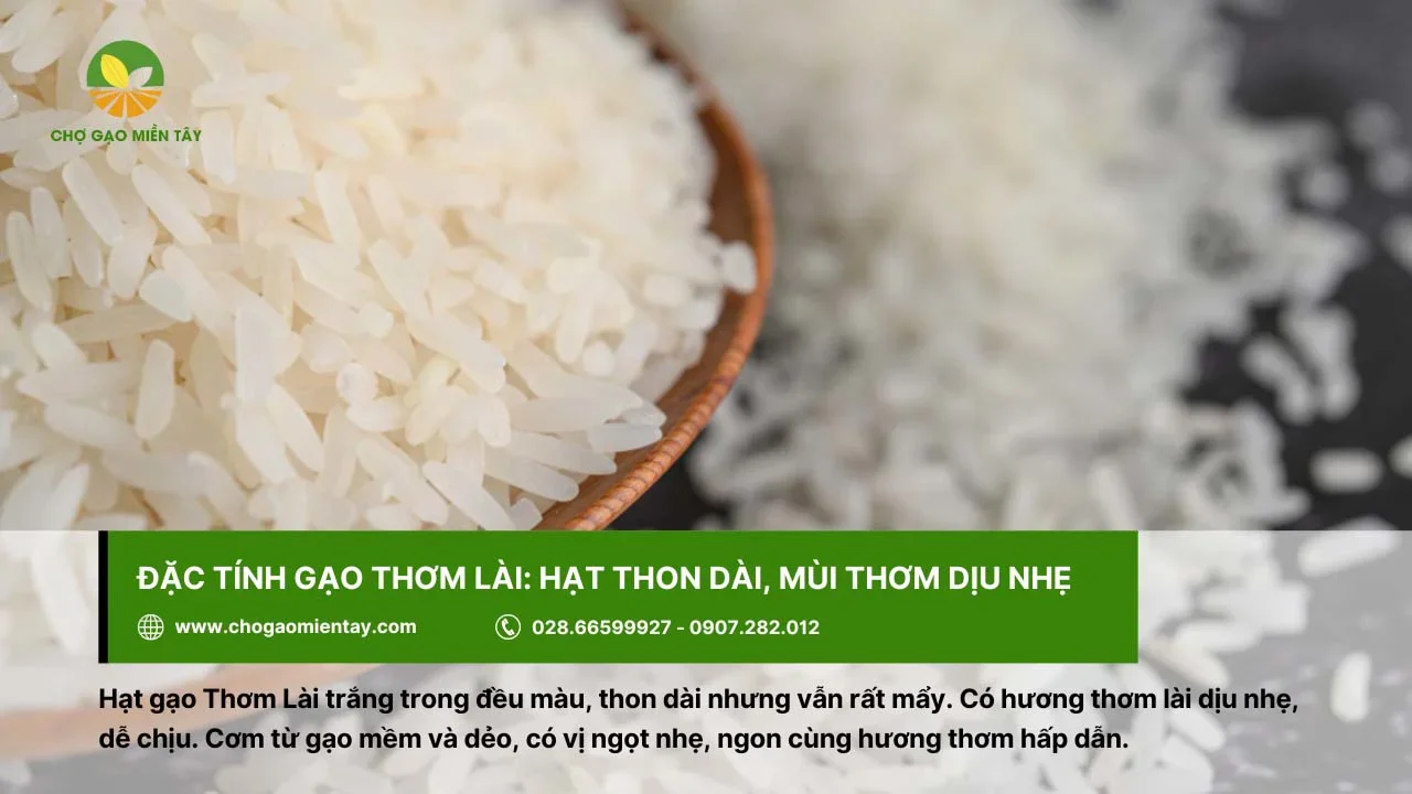 Gạo Thơm Lài cho cơm mềm, dẻo, vị ngọt nhẹ