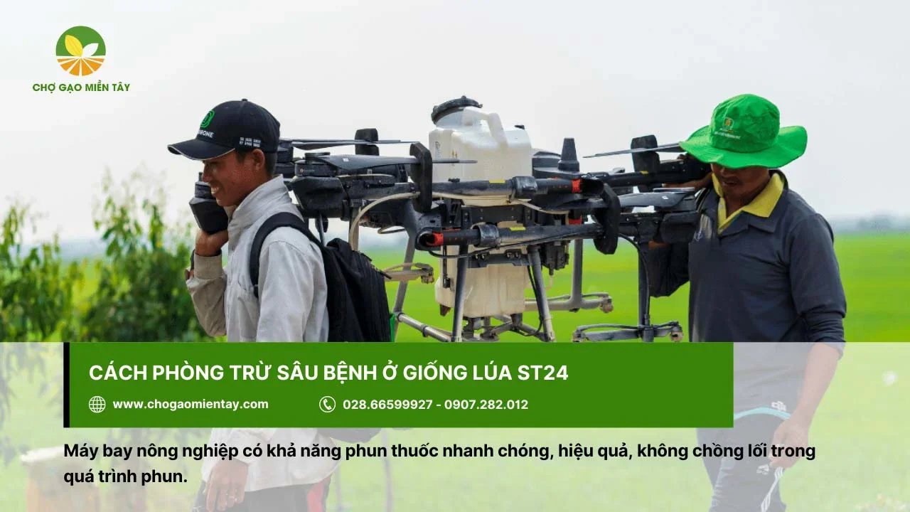 Nhiều nông dân sử dụng máy bay nông nghiệp để phòng trừ sâu bệnh ở giống lúa ST24