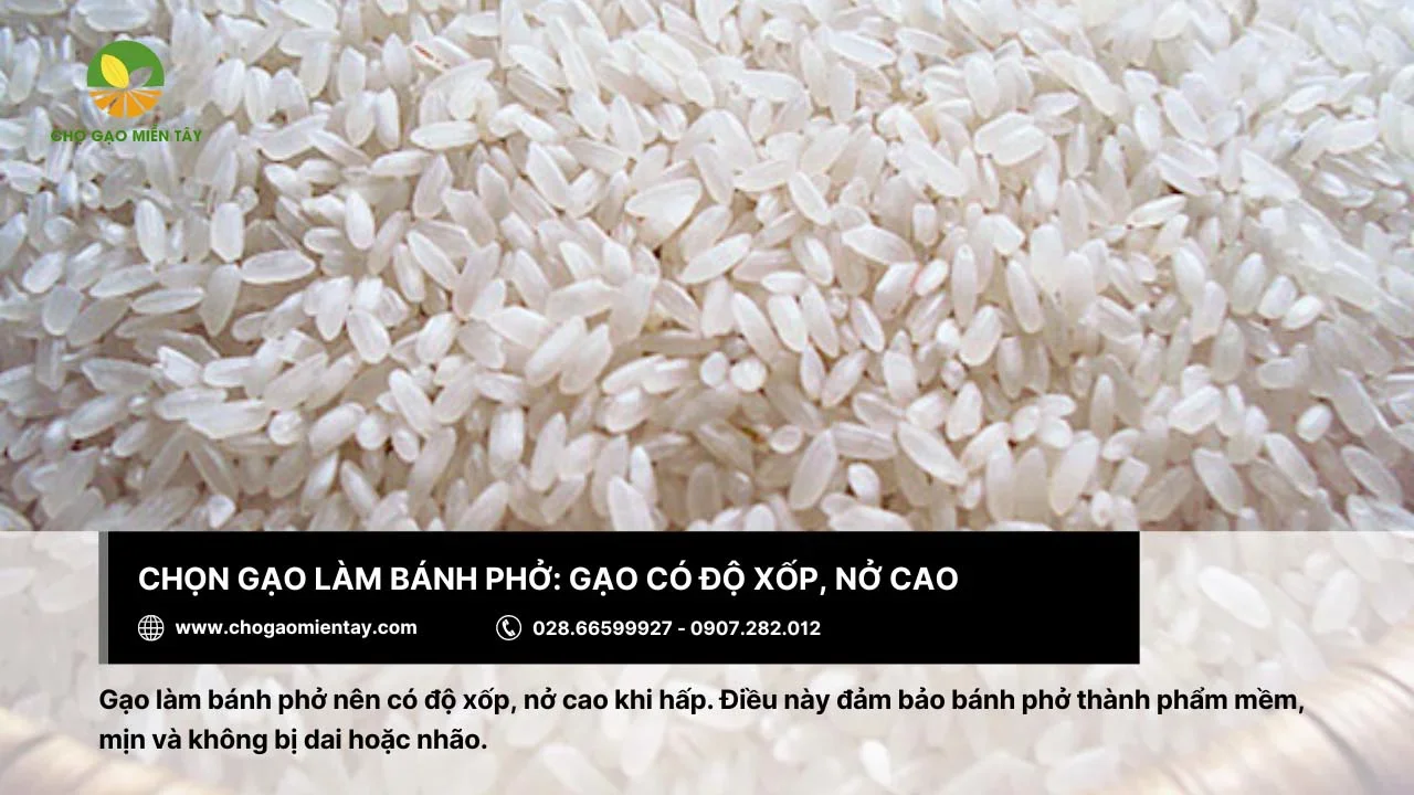 Gạo cần có độ xốp và nở để làm bánh phở thơm ngon