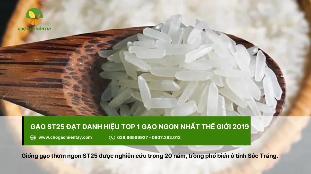 Giống gạo ST25 được nghiên cứu trong khoảng thời gian 20 năm