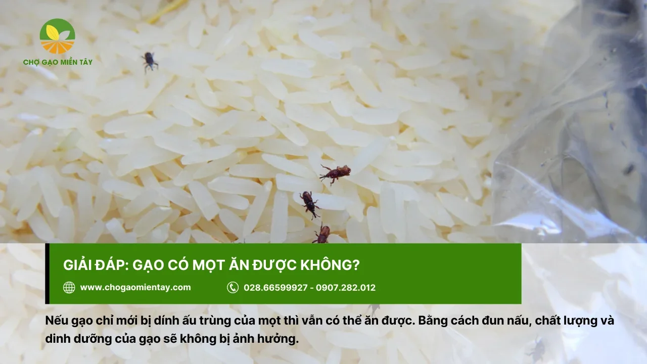 Gạo bị dính ấu trùng vẫn có thể ăn được