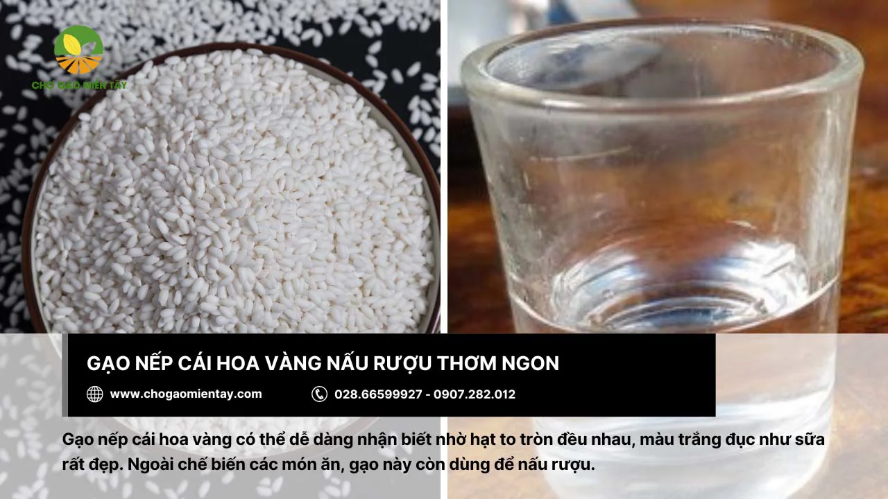 Gạo nếp cái hoa vàng nấu rượu