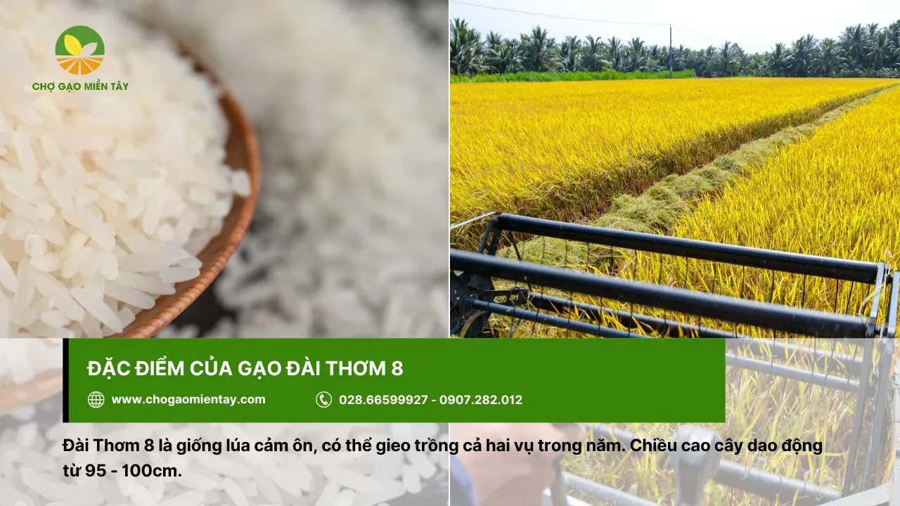Đài Thơm 8 là giống lúa cảm ôn