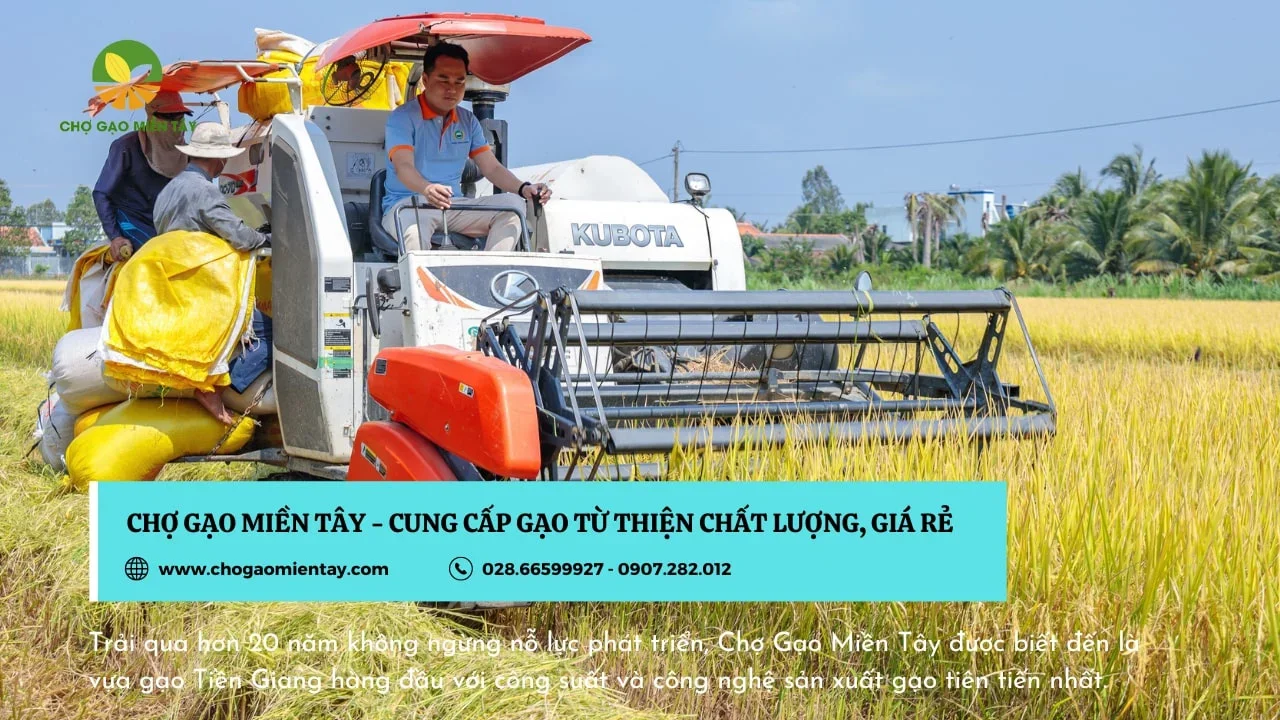 Cung cấp gạo từ thiện với giá tốt, chất lượng ổn định chỉ từ 15.000đ/kg