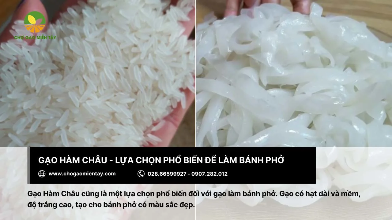 Gạo Hàm Châu có độ trắng cao sẽ tạo cho bánh phở có màu sắc đẹp