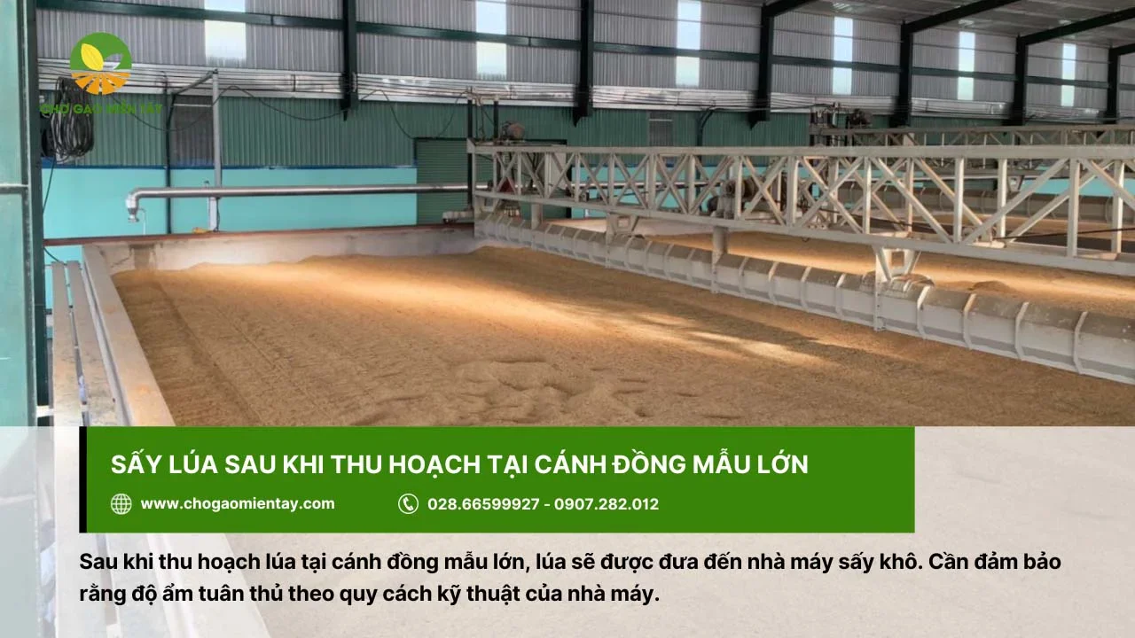 Sấy khô lúa tại nhà máy