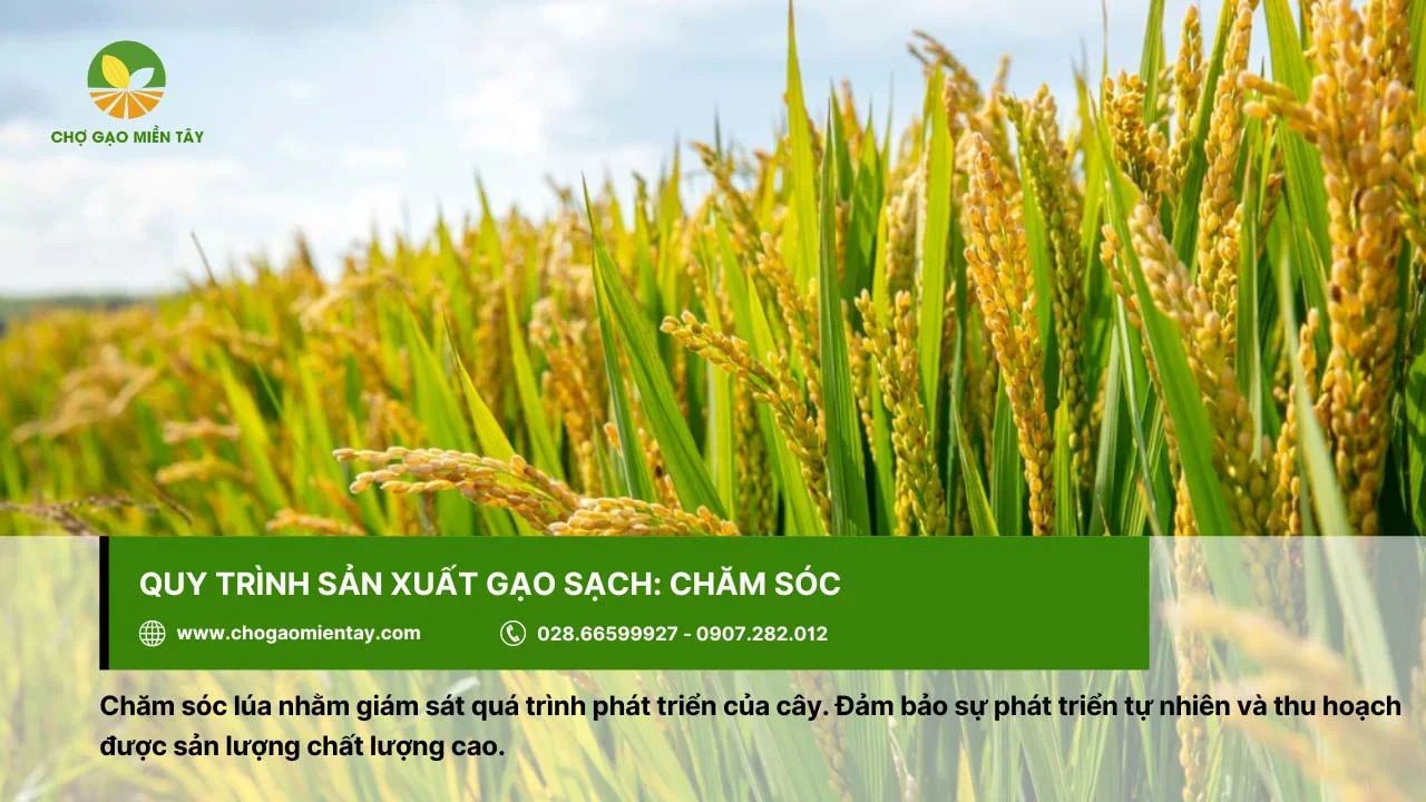 Chăm sóc để lúa phát triển tự nhiên và đạt sản lượng cao sau thu hoạch