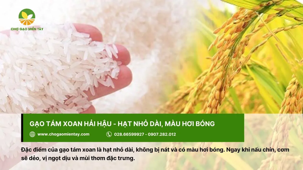 Gạo tám xoan cho cơm với vị ngọt dịu