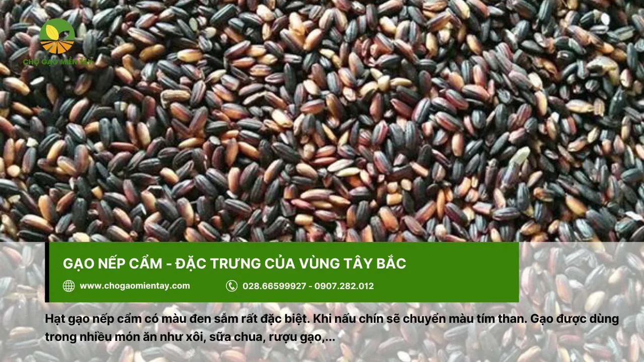Gạo nếp cẩm có màu đen sẫm