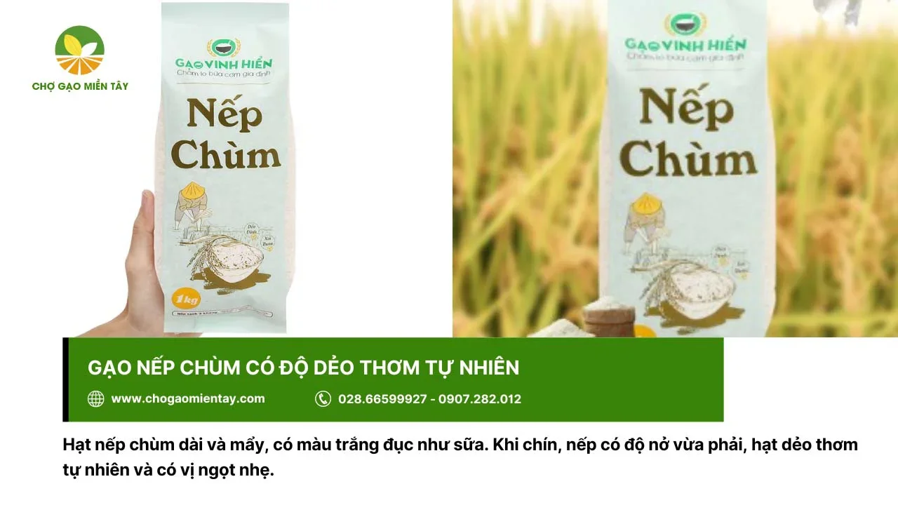 Gạo nếp chùm khi nấu chín có độ nở vừa phải