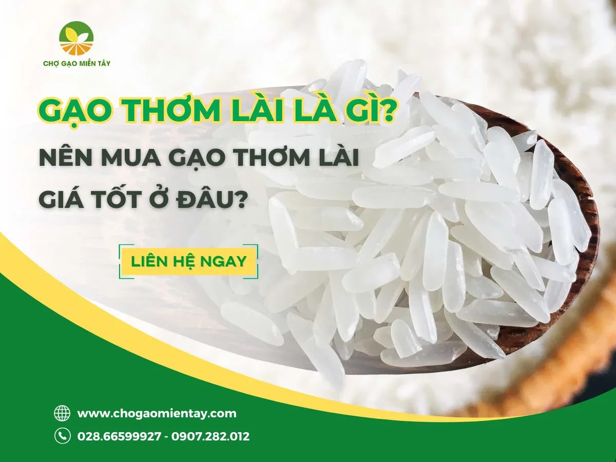 Gạo Thơm Lài là gì? Nên mua gạo Thơm Lài giá tốt ở đâu?