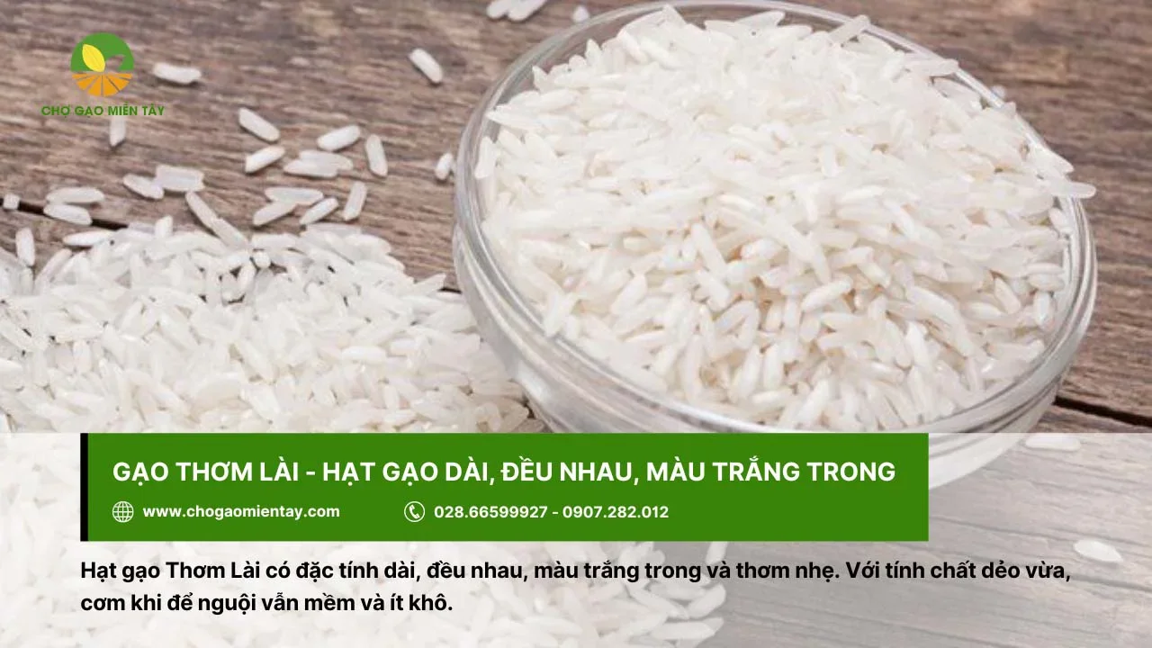 Gạo Thơm Lào có tính dẻo vừa, thơm nhẹ