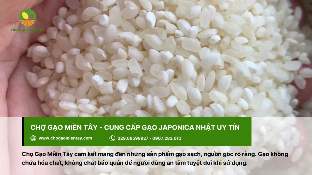 Mua gạo Nhật Japonica chất lượng tại Chợ Gạo Miền Tây