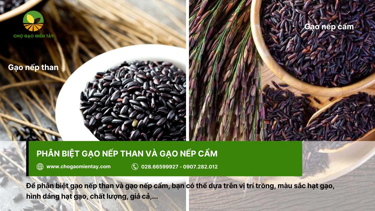 Có thể dựa vào màu sắc để phân biệt gạo nếp than và gạo nếp cẩm