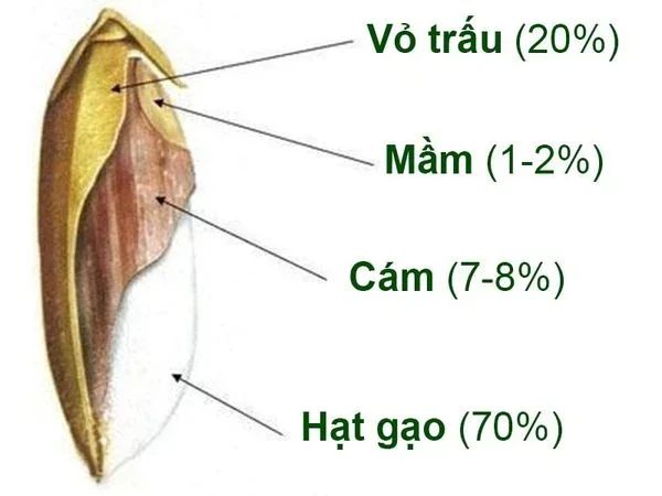 Cấu tạo hạt gạo nguyên cám