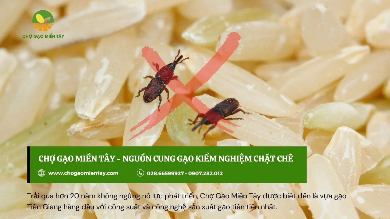 Nhập gạo chất lượng kém gây ảnh hưởng đến việc mở đại lý gạo