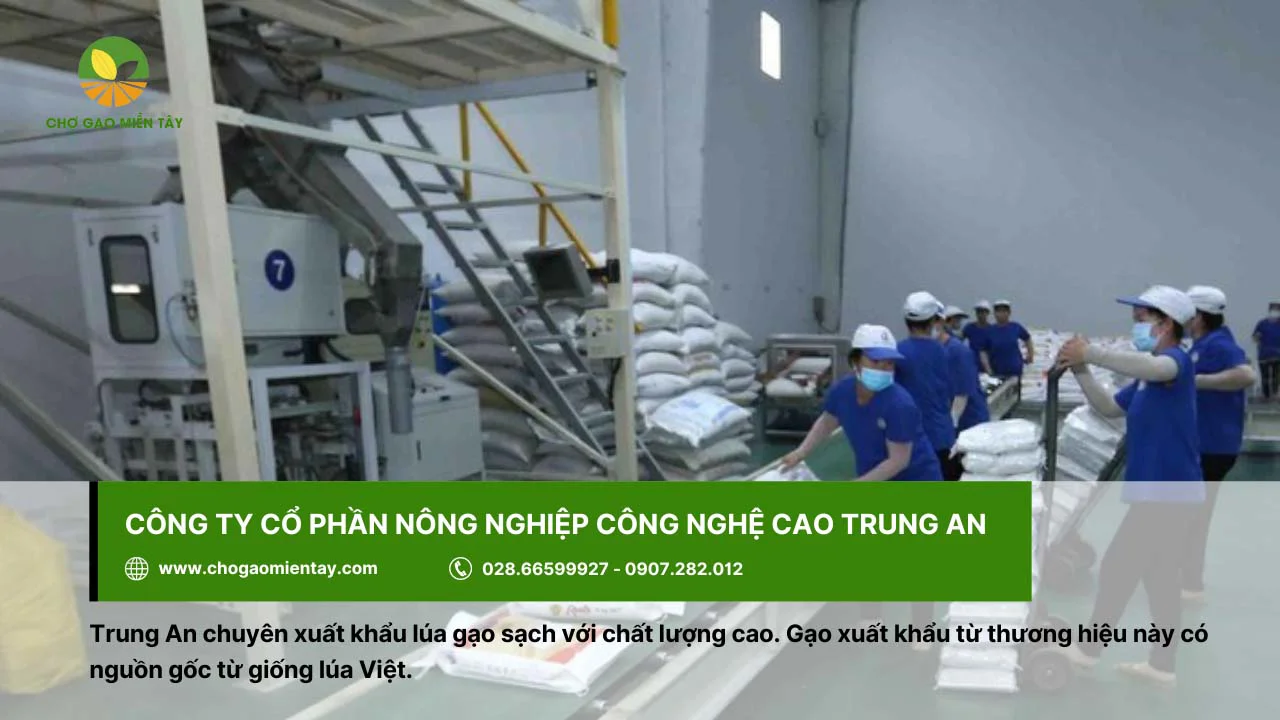 Trung An chuyên xuất khẩu lúa gạo sạch, chất lượng tối ưu