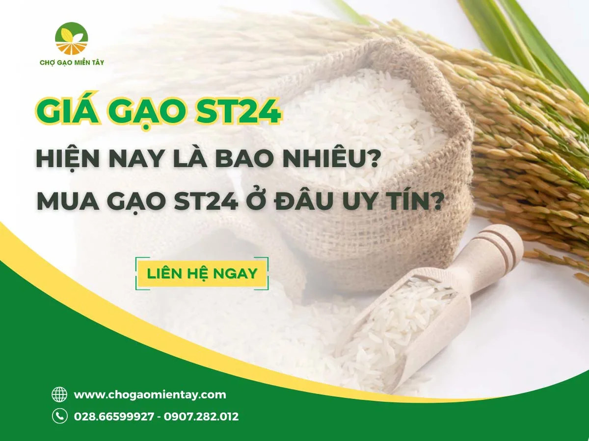 Giá gạo ST24 hiện nay là bao nhiêu? Mua gạo ST24 ở đâu uy tín?